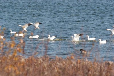 snowgoose-0225.jpg