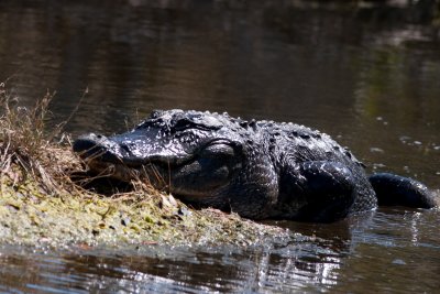 alligator-1385.jpg
