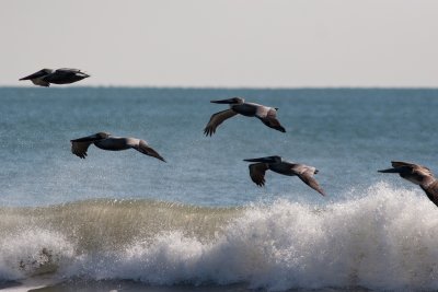 brown pelican over surf-0748.jpg