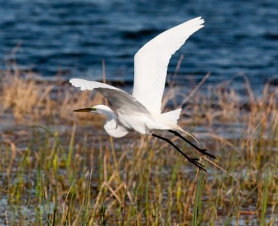 great egret takes off-1073.jpg