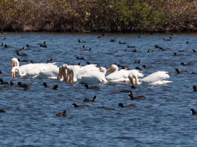 white pelican and coots-1379.jpg