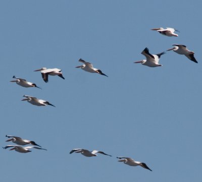 white pelican flight-1333.jpg