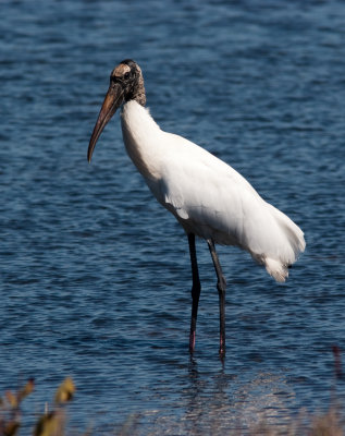 wood stork-1314.jpg