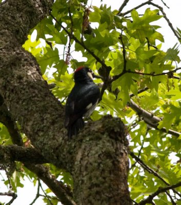 acorn woodpecker-1785.jpg