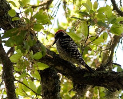 nuttall woodpecker-1867.jpg