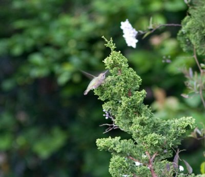 annas hummingbird-1691.jpg