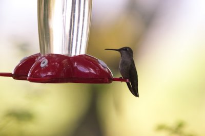 annas hummingbird-1848.jpg