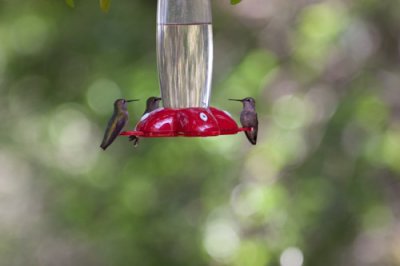 hummingbird feeder-1727.jpg