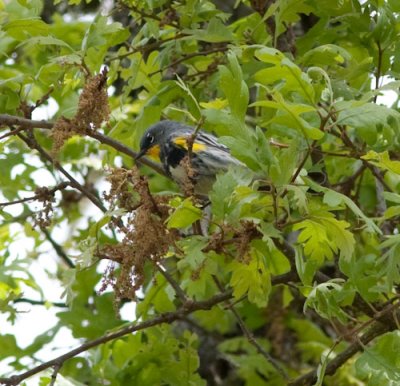 audobons yellow rumped-1798.jpg