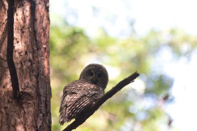 spotted owl-2020.jpg