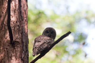 spotted owl-2021.jpg