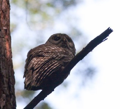 spotted owl-2026.jpg