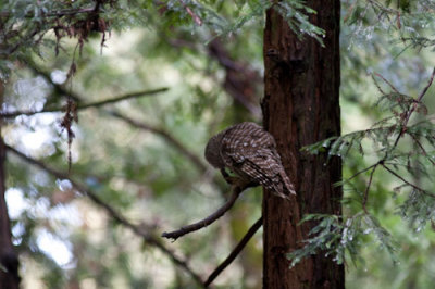 owl with mouse-2004.jpg