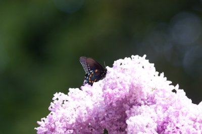 pipevine swallowtail-1711.jpg