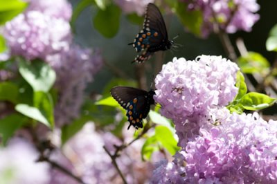pipevine swallowtail-1721.jpg