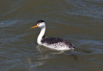 western grebe-2103.jpg