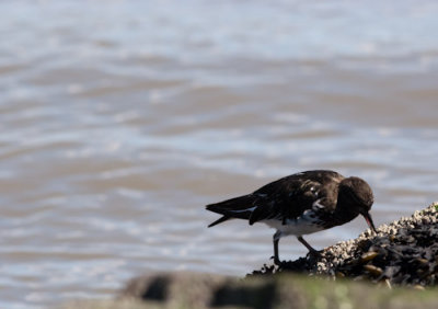 black turnstone-2137.jpg