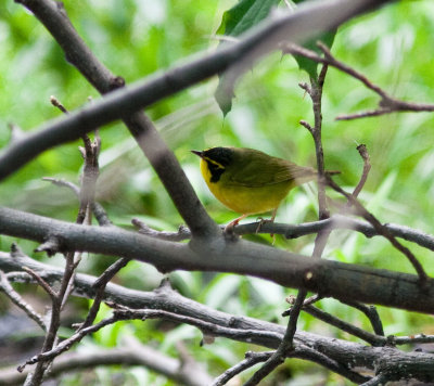 kentucky warbler-3911.jpg