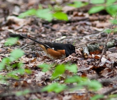 eastern towhee-2514.jpg