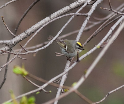 golden crowned kinglet-2284.jpg