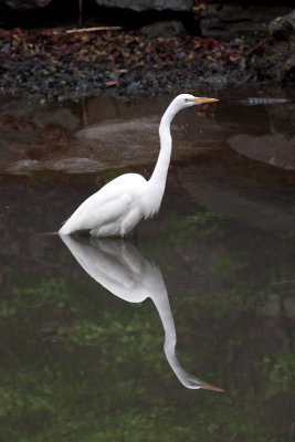 great egret-2774.jpg