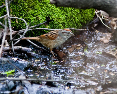 swamp sparrow-3013.jpg