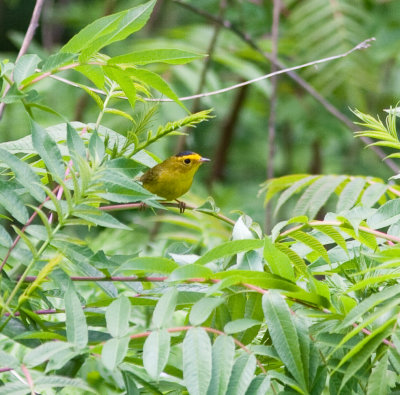 wilsons warbler-4869.jpg