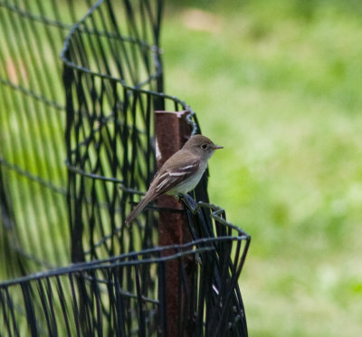 eastern wood pewee-4850.jpg