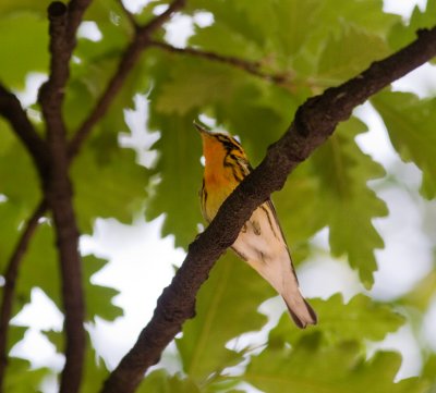 blackburnian warbler-4815.jpg