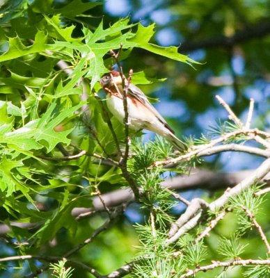 bay breasted warbler-4447.jpg