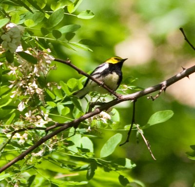 black throated green warbler-4548.jpg
