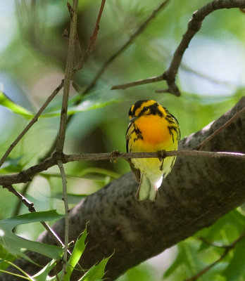blackburnian warbler-4806.jpg