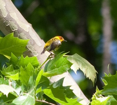 cape may warbler-4970.jpg