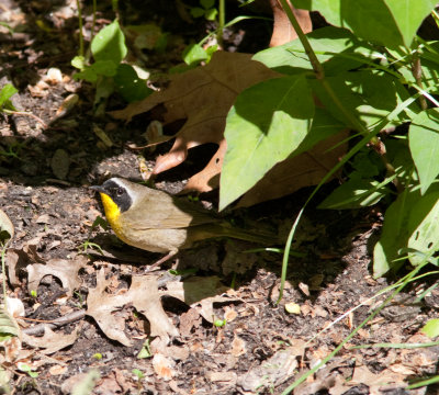 common yellowthroat-4100.jpg