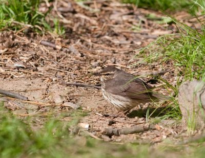 northern waterthrush-4243.jpg