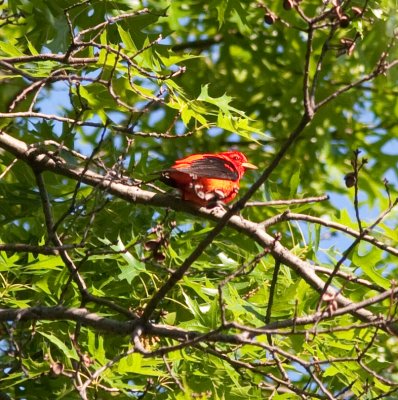scarlet tanager-4438.jpg