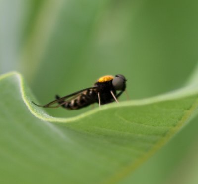 bug-5365.jpg