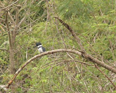 belted kingfisher 3706a.jpg
