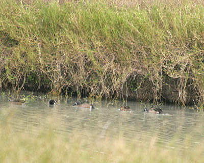 blue winged teal 3492a.jpg