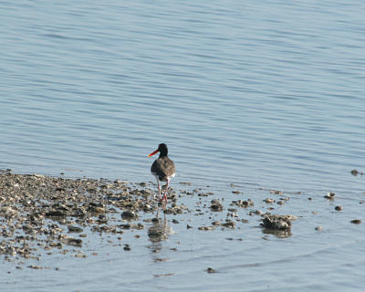 am oystercatcher_4398.jpg