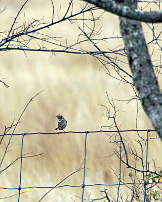 savannah sparrow 4536.jpg