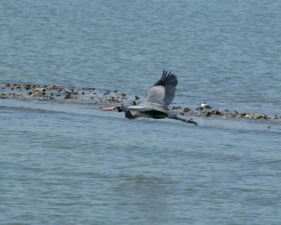 great blue heron flying 4165.jpg