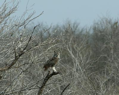 great horned owl 4712.jpg