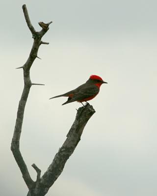 vermillion flycatcher 4874.jpg