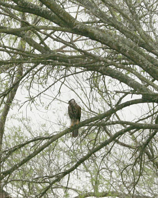 Harris hawk _5076.jpg