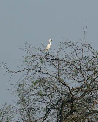 great egret in tree _5737.jpg