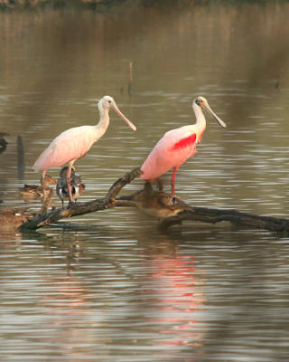 Birds of South Texas and Texas Gulf Coast, Feb 2006