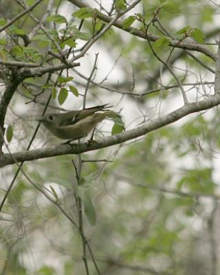 ruby crowned kinglet _5394.jpg