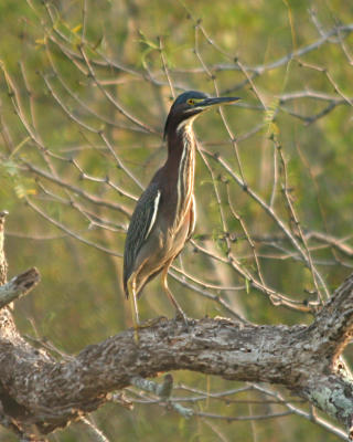 green heron _5711a.jpg