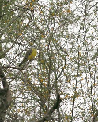 couch's kingbird _5519.jpg